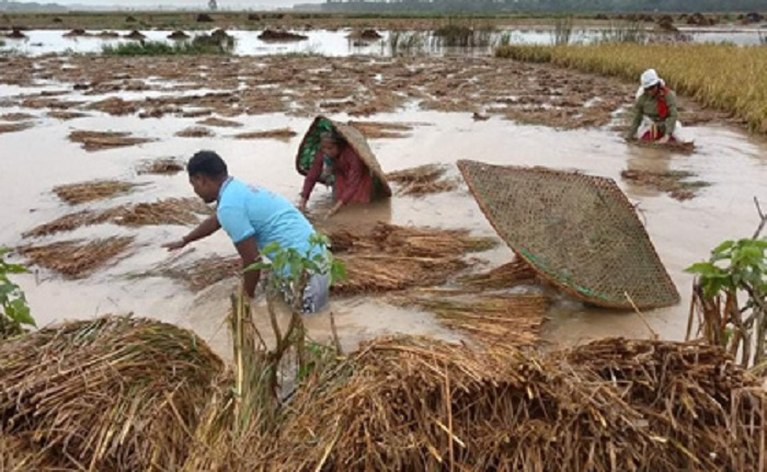 भिजेकाे धानले मूल्य नपाउने भन्दै बिचाैलिया गाउँ पसे, सरकार रमिते